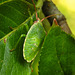 20210729 2314CPw [D~LIP] Apfelbeere (Ariona prunufolia 'Viking'), Grüne Stinkwanze [Nymphe] (Palomena prasina), Bad Salzuflen