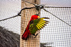 Purple naped lori