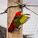 Purple naped lori