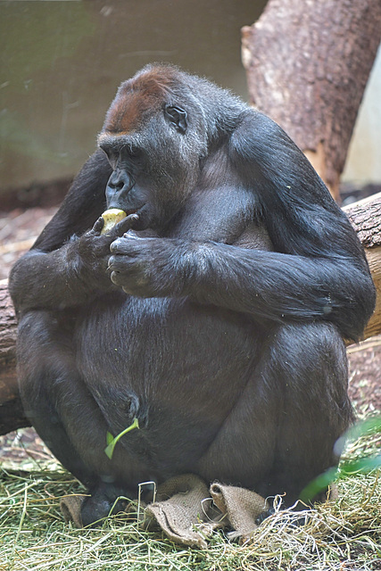 Gorilla