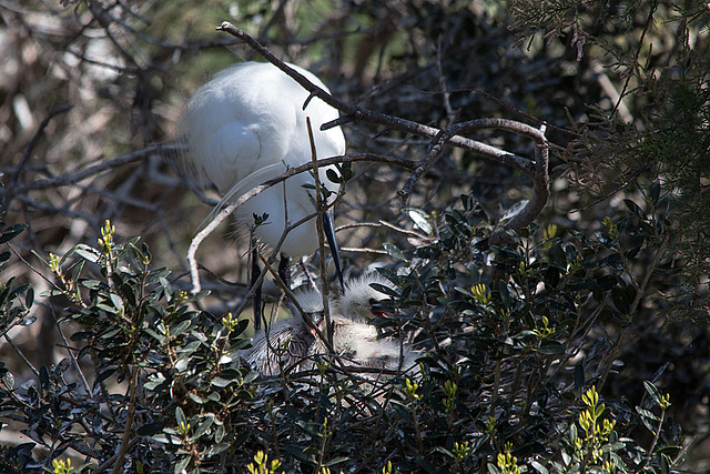 20150518 7872VRTw [R~F] Seidenreiher (Egretta garzetta), Parc Ornithologique, Camargue