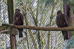 20160303 0153VRAw [D~BI] Schwarzmilan (Milvus migrans), Tierpark Olderdissen, Bielefeld