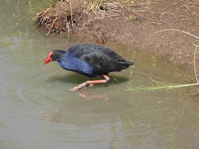 WaterBirdPark0816 1004 WaterBirdPark0816 1004
