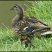 mother duck with duckling