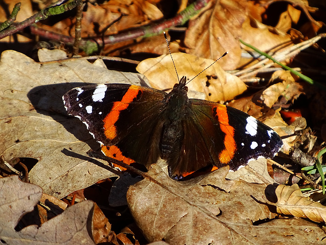 Admiral (Vanessa atalanta) Red Admiral