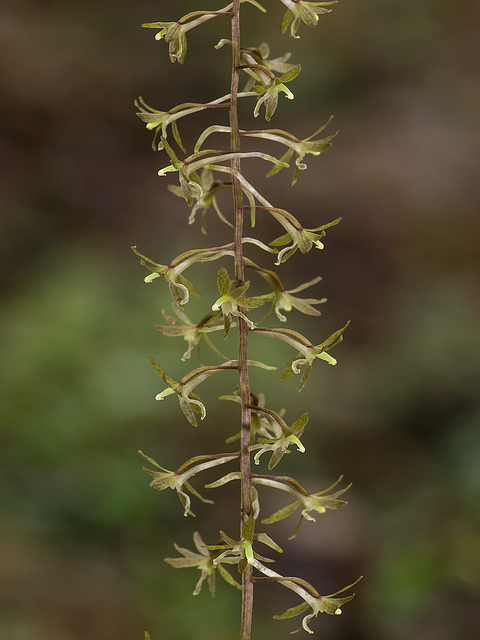 Tipularia discolor (Crane-fly orchid)