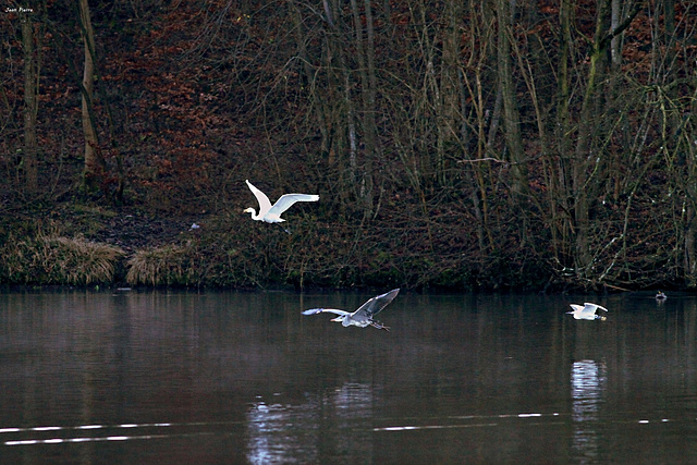 Du Héron dans l'air !