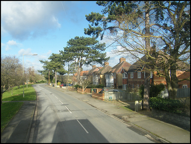 Radley Road pine trees