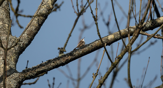 Grimpereau de Bois