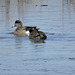 American Wigeon