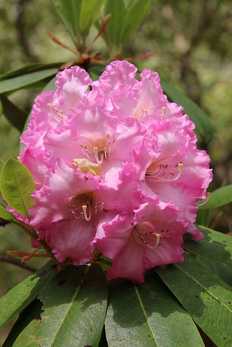 Pink Ruffles