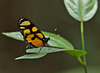 Butterfly EF7A7142