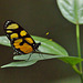 Butterfly EF7A7142