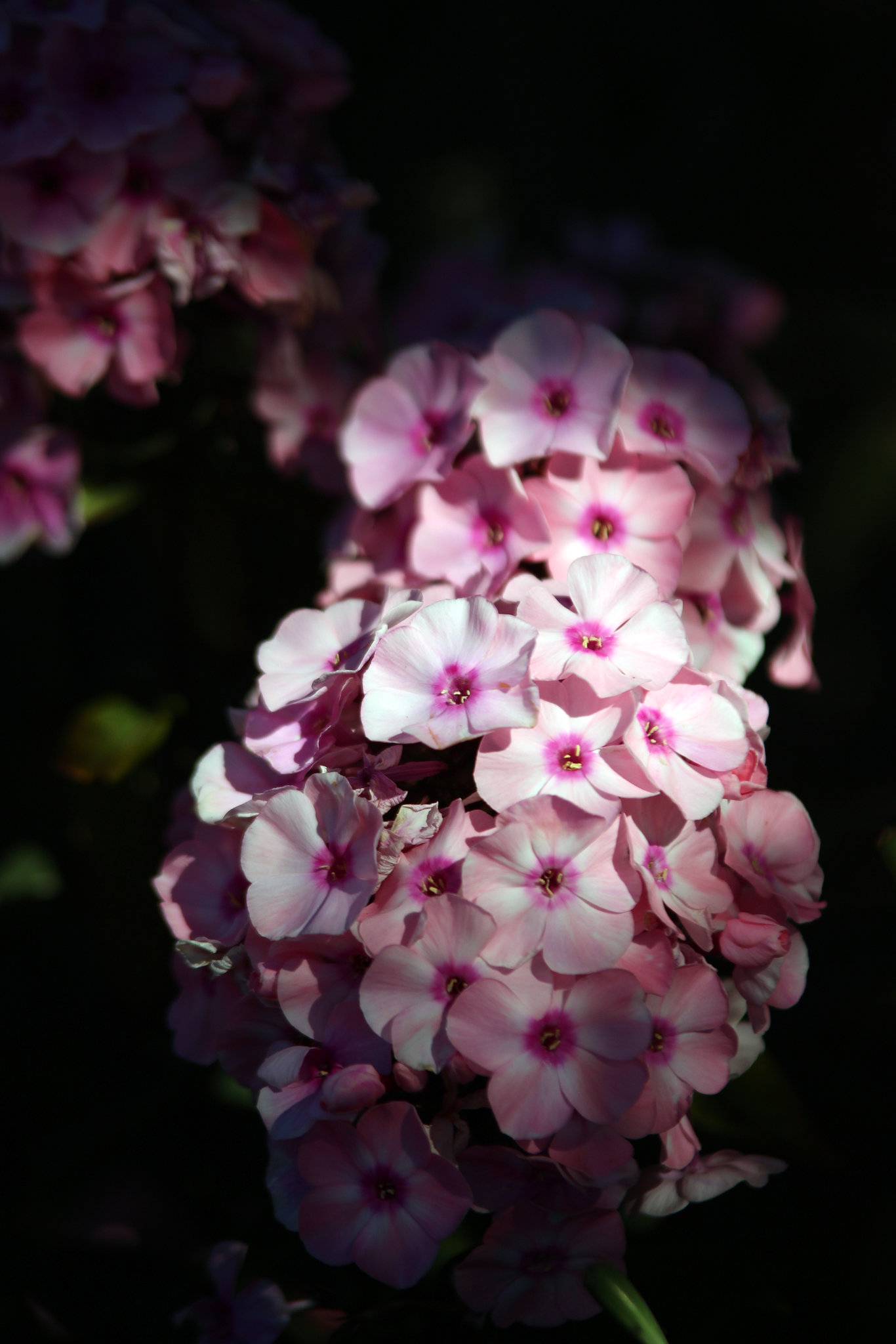 Flowers in our garden