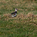 Lapwing