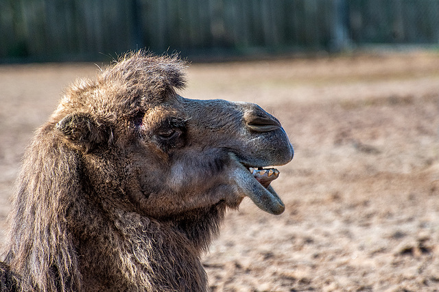 Camel