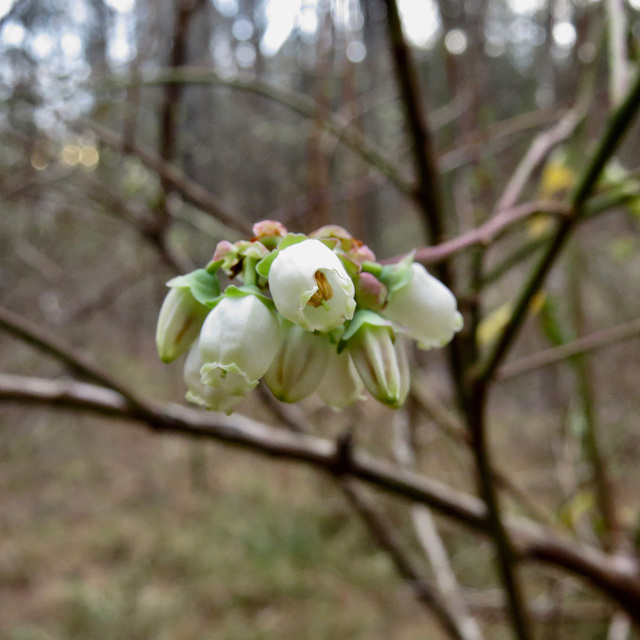 Blueberry flowers