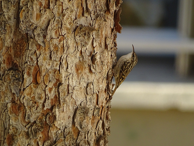 ...Grimpereau des Bois...