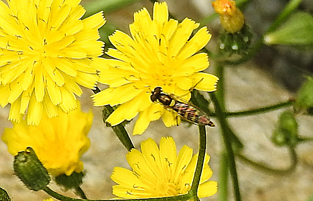 20230628 1489CPw [D~LIP] Kleinköpfiger Pippau (Crepis capillaris), Langbauchschwebfliege (Sphaerophoria scripta), Bad Salzuflen