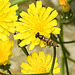 20230628 1489CPw [D~LIP] Kleinköpfiger Pippau (Crepis capillaris), Langbauchschwebfliege (Sphaerophoria scripta), Bad Salzuflen