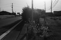 Roadside foxtail Roadside foxtail