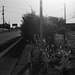 Roadside foxtail