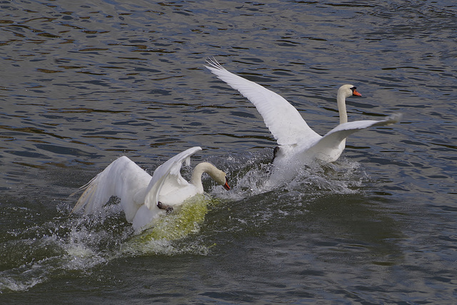 course poursuite sur la Saône