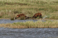 Rotwild am Darßer Ort