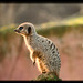 Meerkat on guard duty