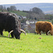 Highland Cattle