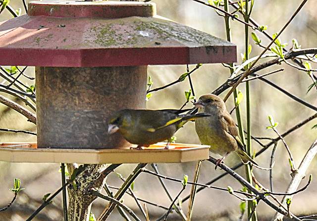 20220322 0431CPw [D~LIP] Grünfinkpärchen, Bad Salzuflen