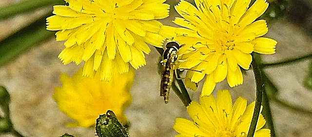 20230628 1490CPw [D~LIP] Kleinköpfiger Pippau (Crepis capillaris), Langbauchschwebfliege (Sphaerophoria scripta), Bad Salzuflen