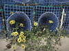 Arctotheca dandelion, Monte Gordo