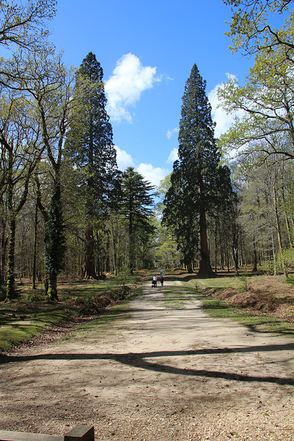 "Tall Trees Trail", Blackwater, New Forest