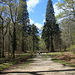 "Tall Trees Trail", Blackwater, New Forest