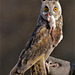 Portrait Long-eared owl
