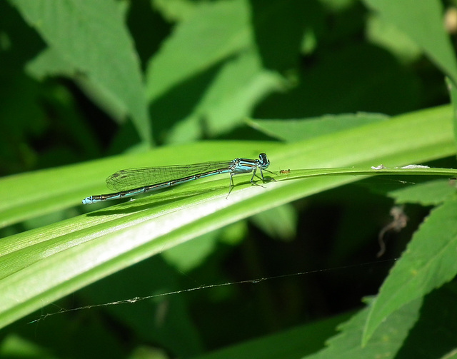 agrion exilé / stream bluet / enallagma exsulans