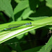 agrion exilé / stream bluet / enallagma exsulans