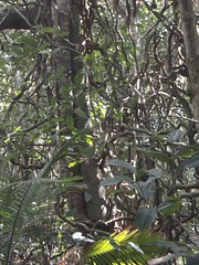 DSC01411 - figueira-mata-pau  Coussapoa microcarpa & tamanqueiro