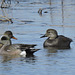 American Wigeon