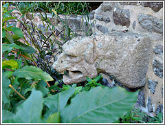 Gargouille dans un massif près de l'église (22)