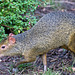 Agouti