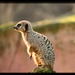 Meerkat on guard duty2