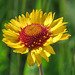 Gaillardia - bright and beautiful