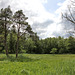 Moorwiese im Naturschutzgebiet - Blitzenreuter Seenplatte