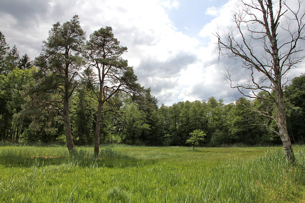 Moorwiese im Naturschutzgebiet - Blitzenreuter Seenplatte