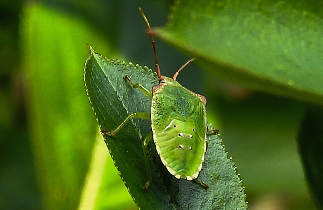 20210729 2332CPw [D~LIP] Apfelbeere (Ariona prunufolia 'Viking'), Grüne Stinkwanze [Nymphe] (Palomena prasina), Bad Salzuflen