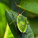 20210729 2332CPw [D~LIP] Apfelbeere (Ariona prunufolia 'Viking'), Grüne Stinkwanze [Nymphe] (Palomena prasina), Bad Salzuflen