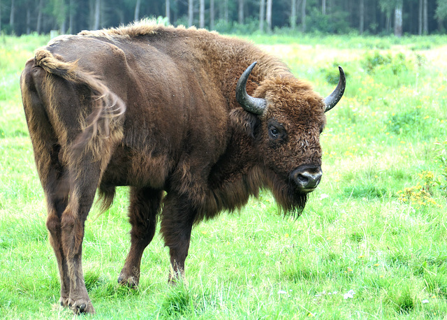 Wisent