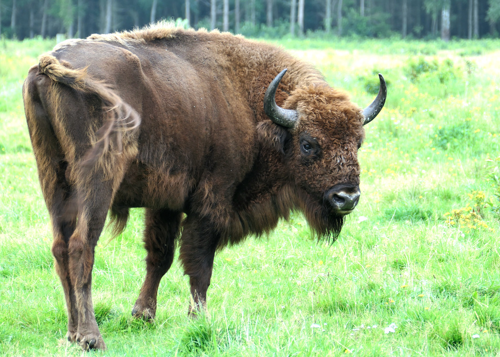 Wisent